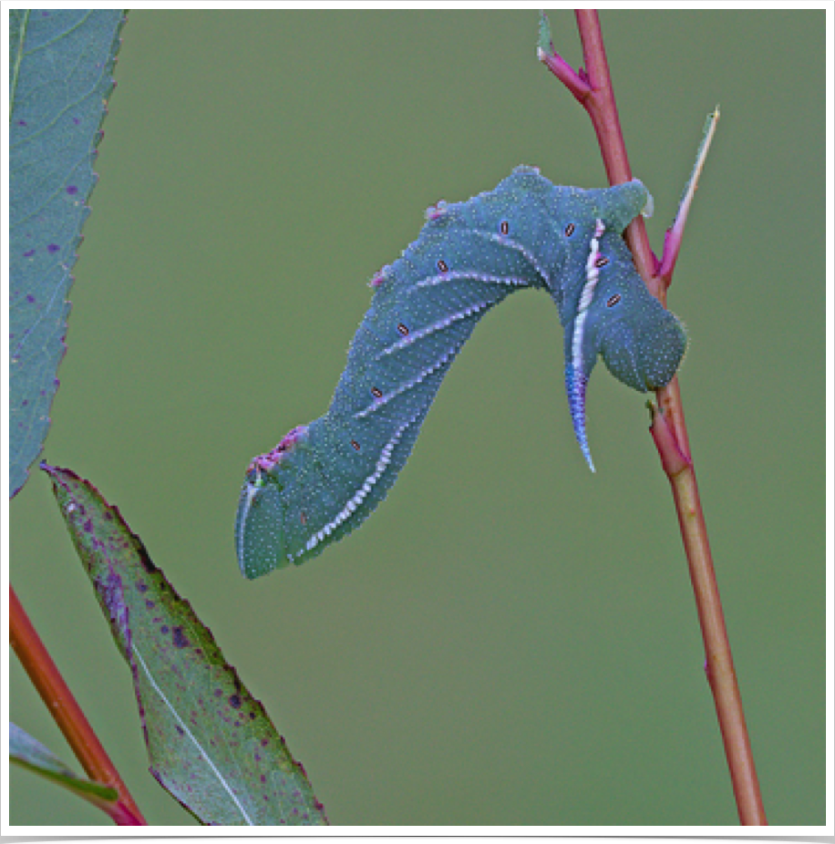 Smerinthus jamaicensis
Twin-spotted Sphinx
Lamar County, Alabama